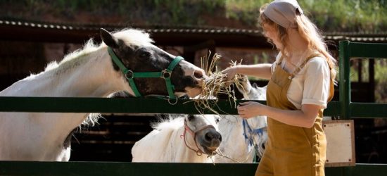 Optimizing Air Quality In Horse Stables: Natural And Technological Solutions