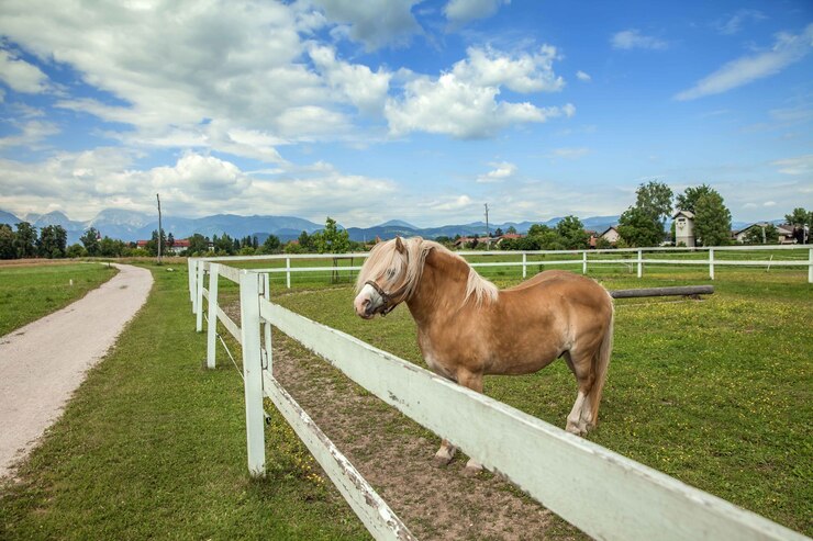 horse-living-area-clean