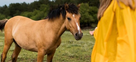 Creating A Safe And Engaging Training Environment For Young Horses