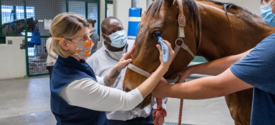 Biosecurity Protocols for Horse Stables: Preventing Disease Outbreaks