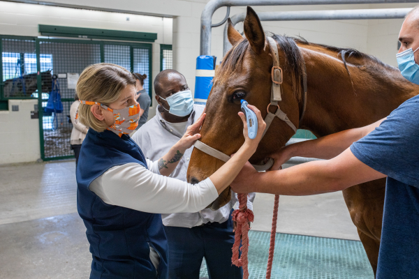 Biosecurity Protocols for Horse Stables