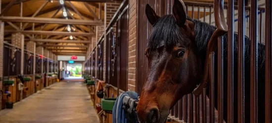 Energy Efficiency in Horse Stables: Reducing Costs and Environmental Impact