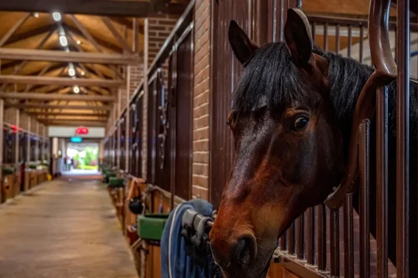 Energy Efficiency in Horse Stables