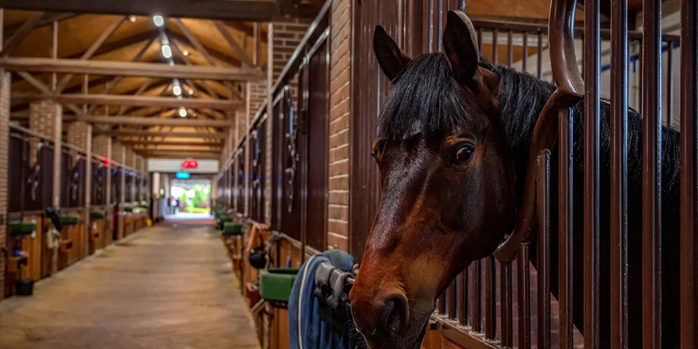 Energy Efficiency in Horse Stables